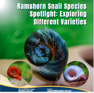 Ramshorn Snail Species Spotlight: Exploring Different Varieties