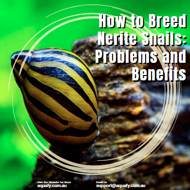 How to Breed Nerite Snails: Problems and Benefits