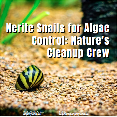 Nerite Snails for Algae Control: Nature's Cleanup Crew