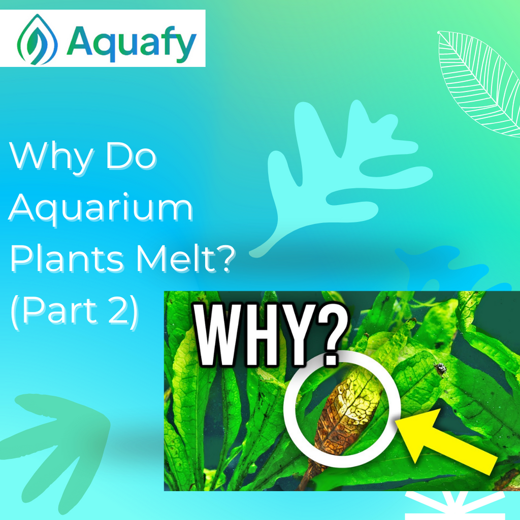 Why Do Aquarium Plants Melt? (Part 2)