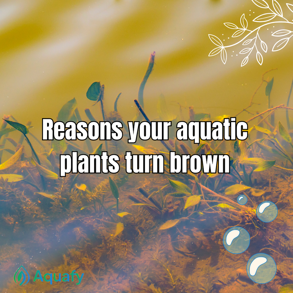 Reasons the Aquarium Plants are Turning Brown