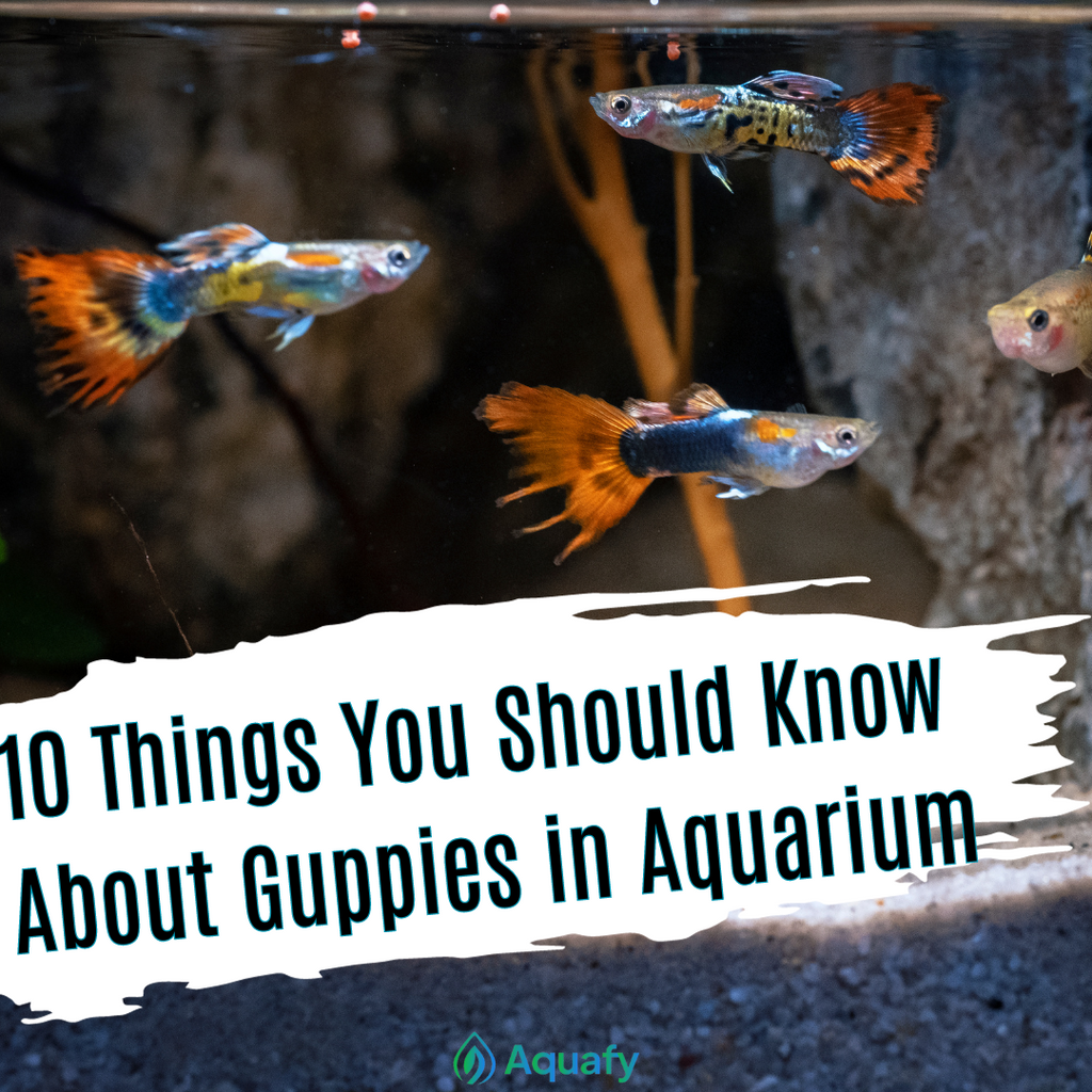 10 Things You Should Know About Guppies in the Aquarium Hobby