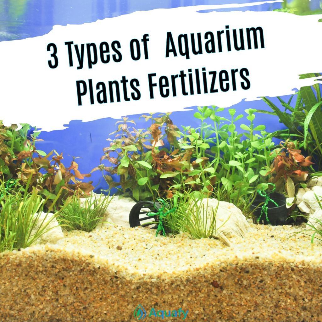 3 Types of Aquarium Plants Fertilizers