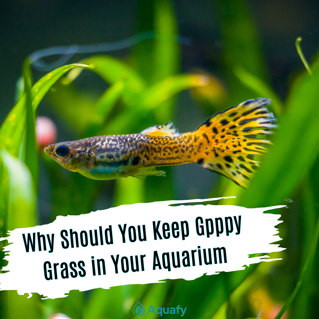 Why Should You Keep Guppy Grass In Your Aquarium If You Have Guppies?