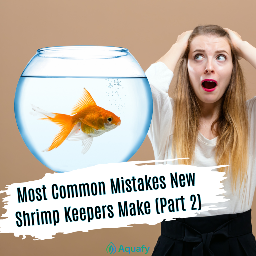 Most Common Mistakes New Shrimp Keepers Make (Part 2)