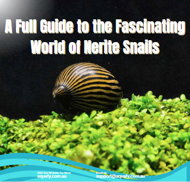 A Full Guide to the Fascinating World of Nerite Snails