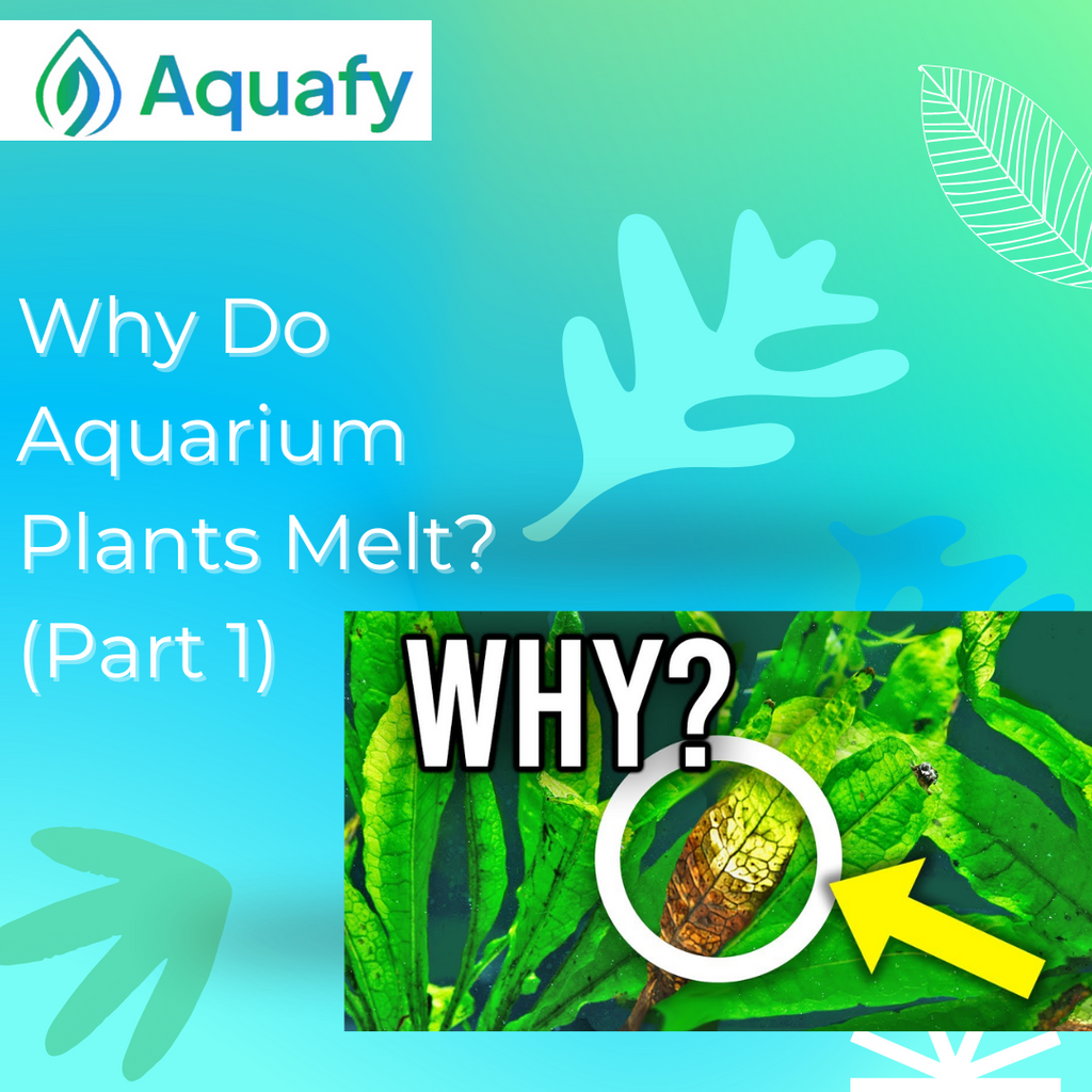 Why Do Aquarium Plants Melt? (Part 1)