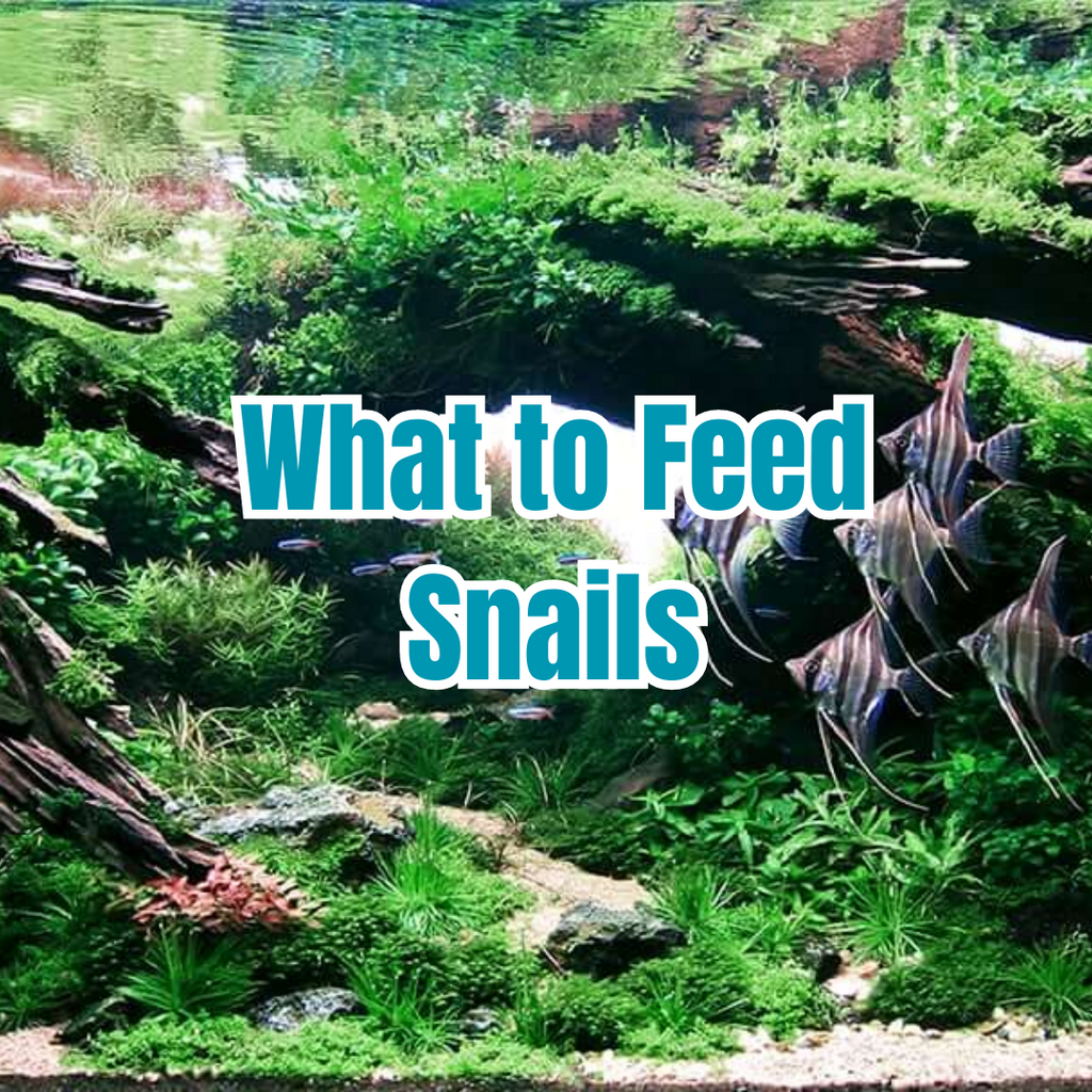 What to Feed Snails