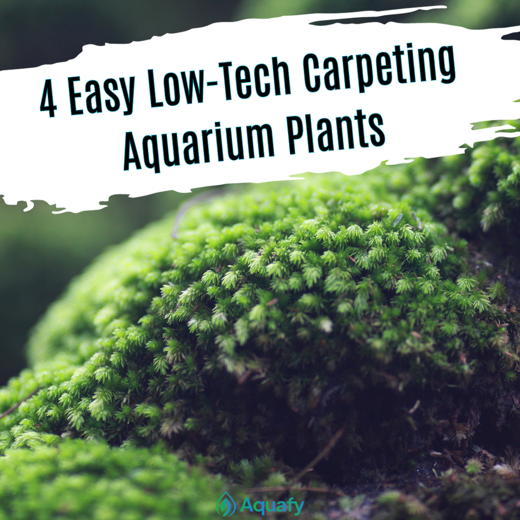 4 Easy Low-Tech Carpeting Aquarium Plants