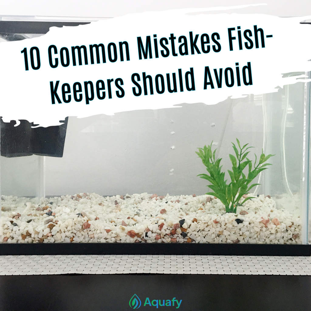 10 Common Mistakes Fish Keepers Should Avoid