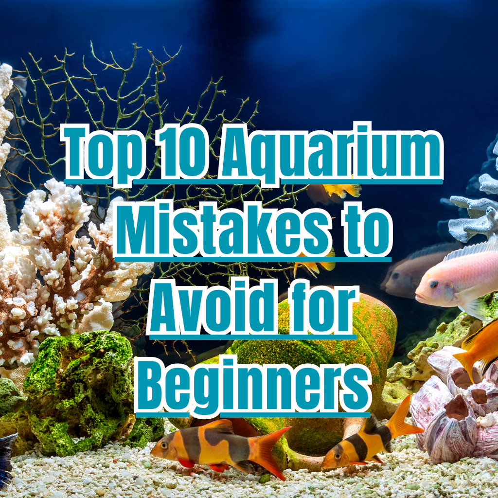 Top 10 Aquarium Mistakes to Avoid for Beginners