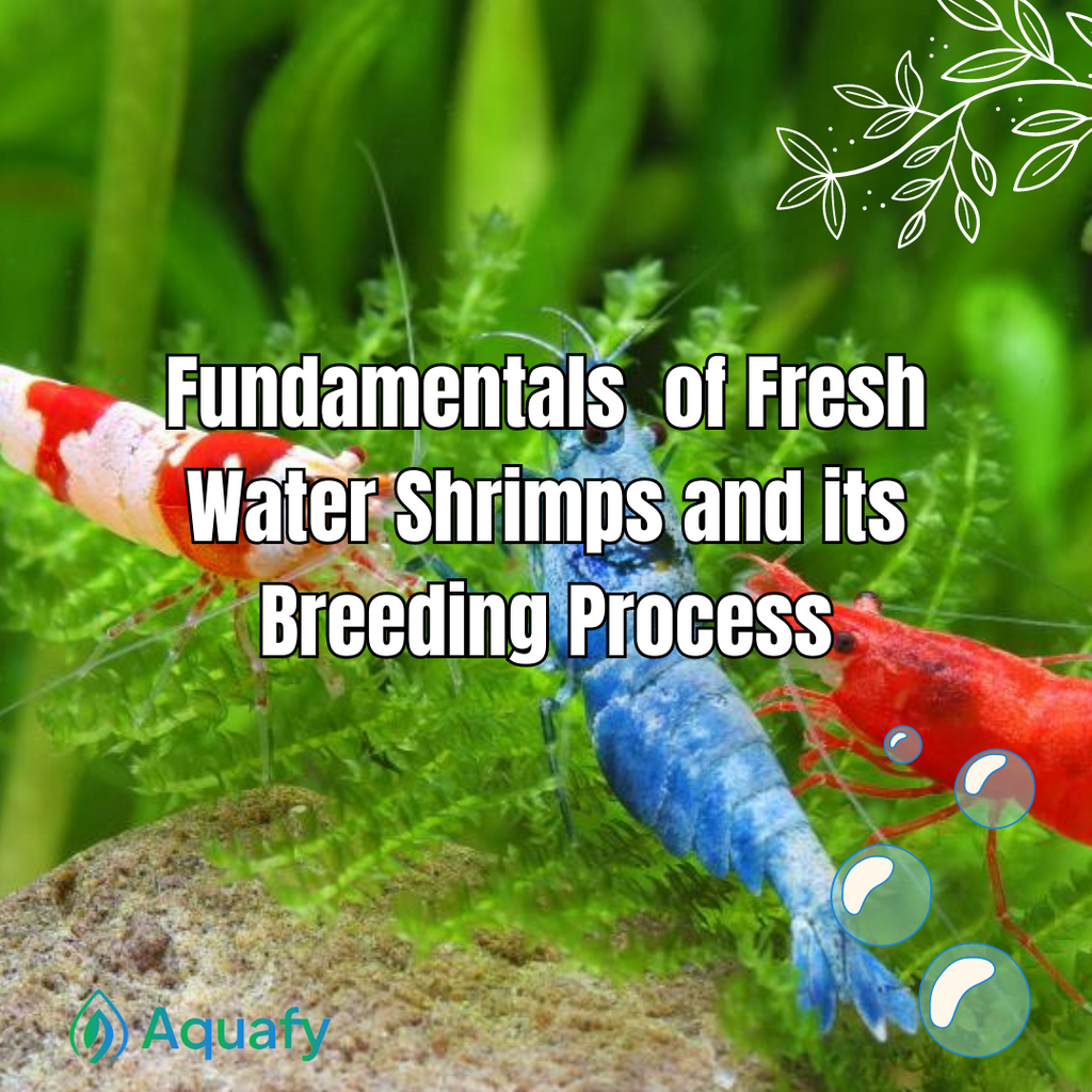 Fundamentals of Freshwater Shrimps and Its Breeding Process