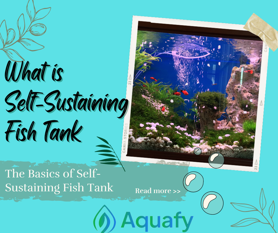 What is Self-Sustaining Fish Tank?