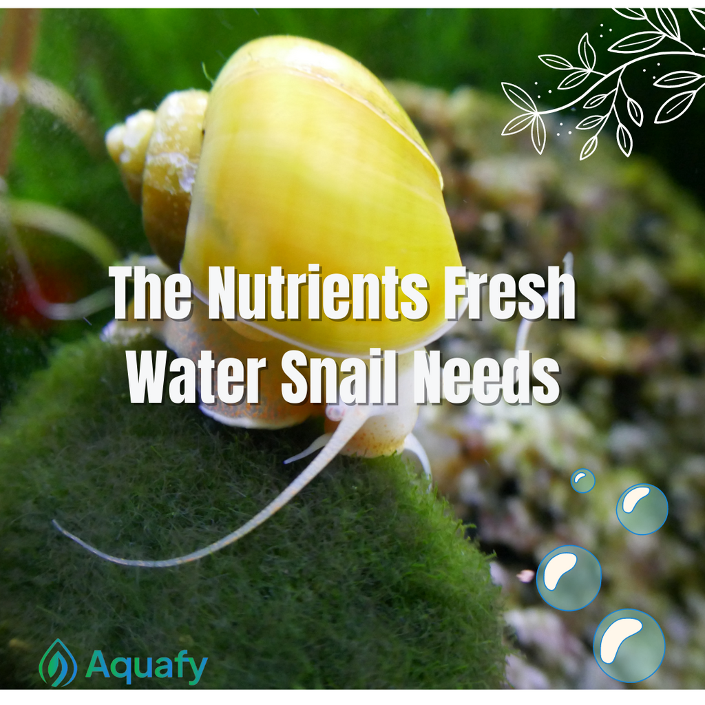 The Nutrients Freshwater Snails Need