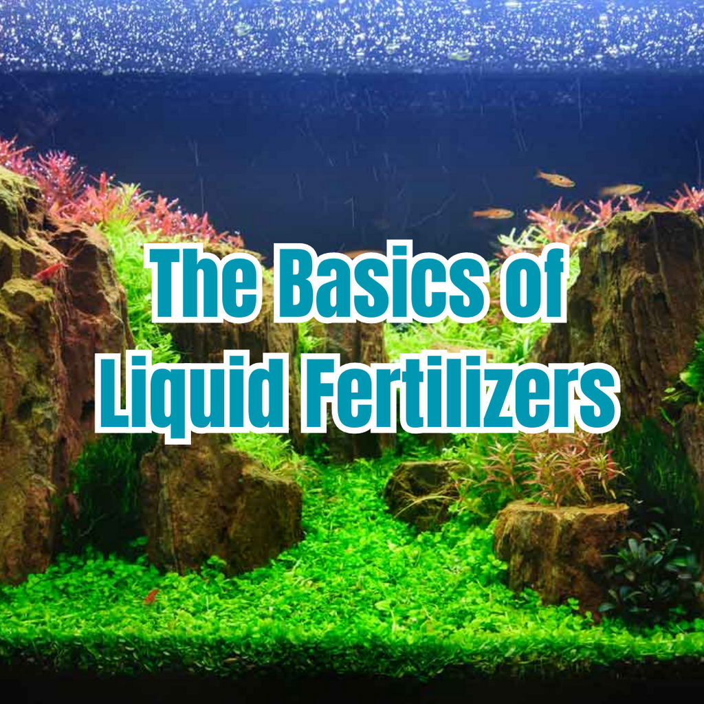 The Basics of Liquid Fertilizers