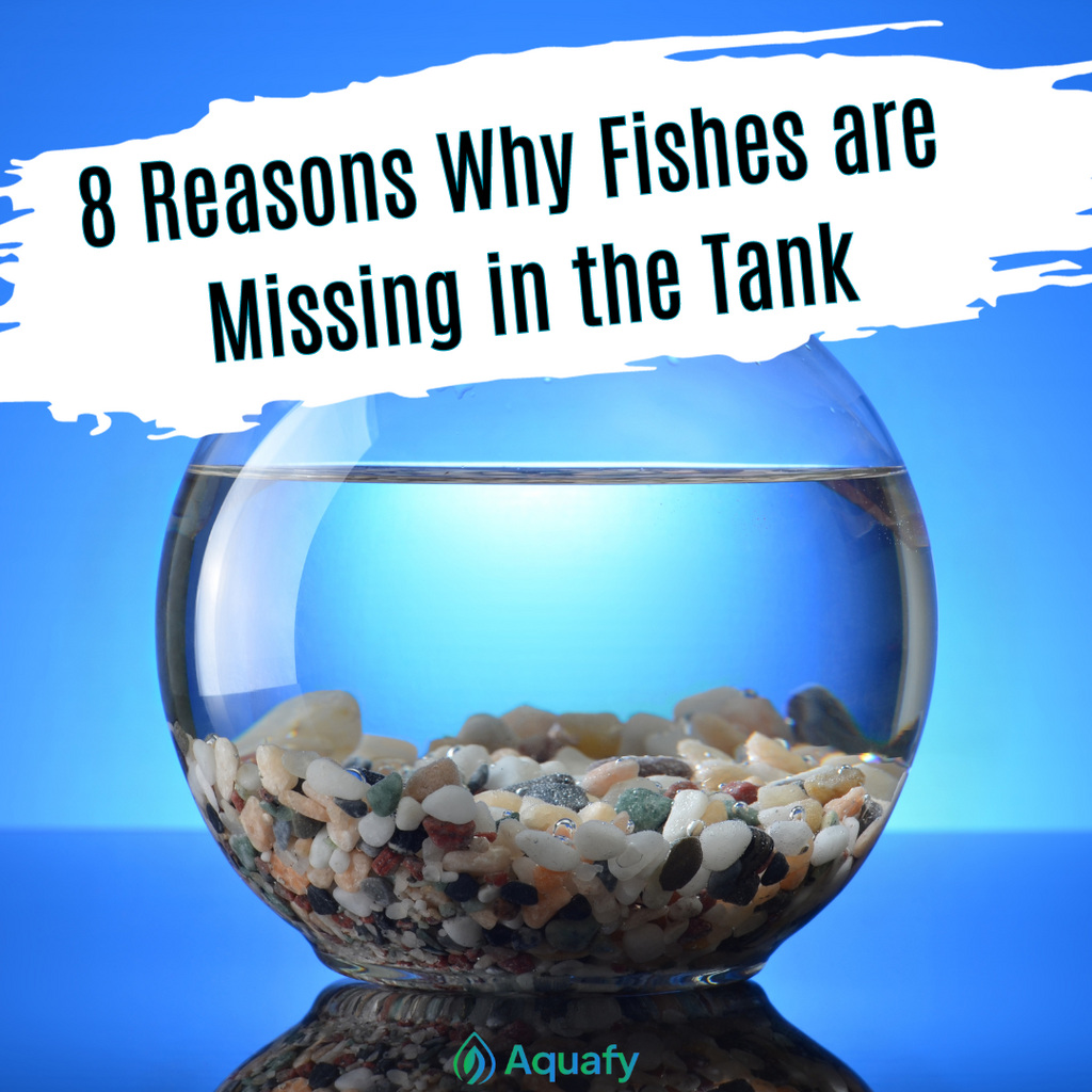 8 Reasons Why Fishes Are Missing In The Tank