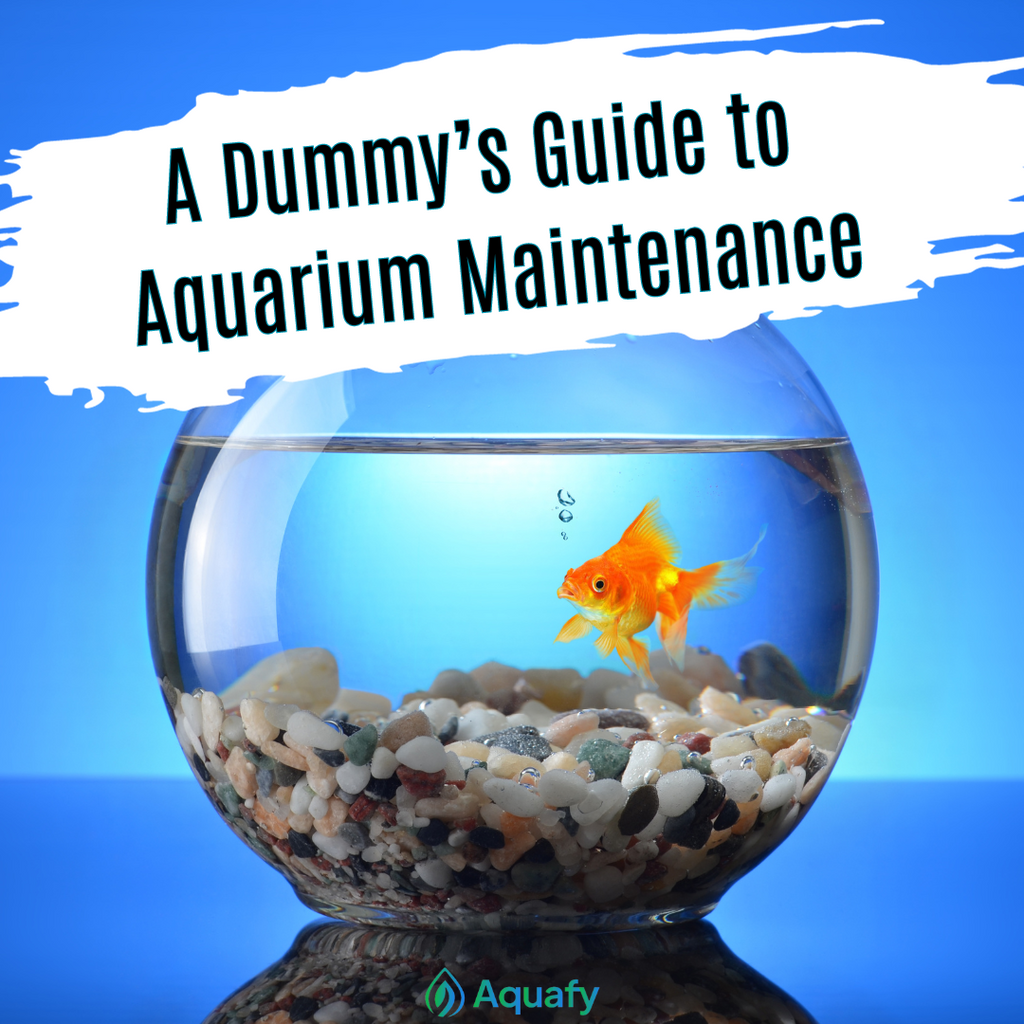 A Dummy's Guide to Aquarium Maintenance