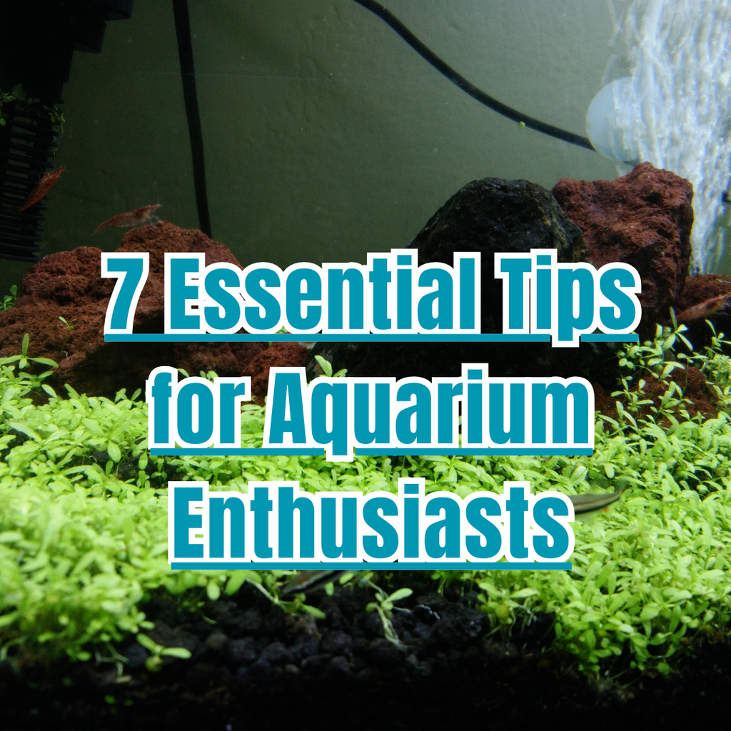 7 Essential Tips for Aquarium Enthusiasts