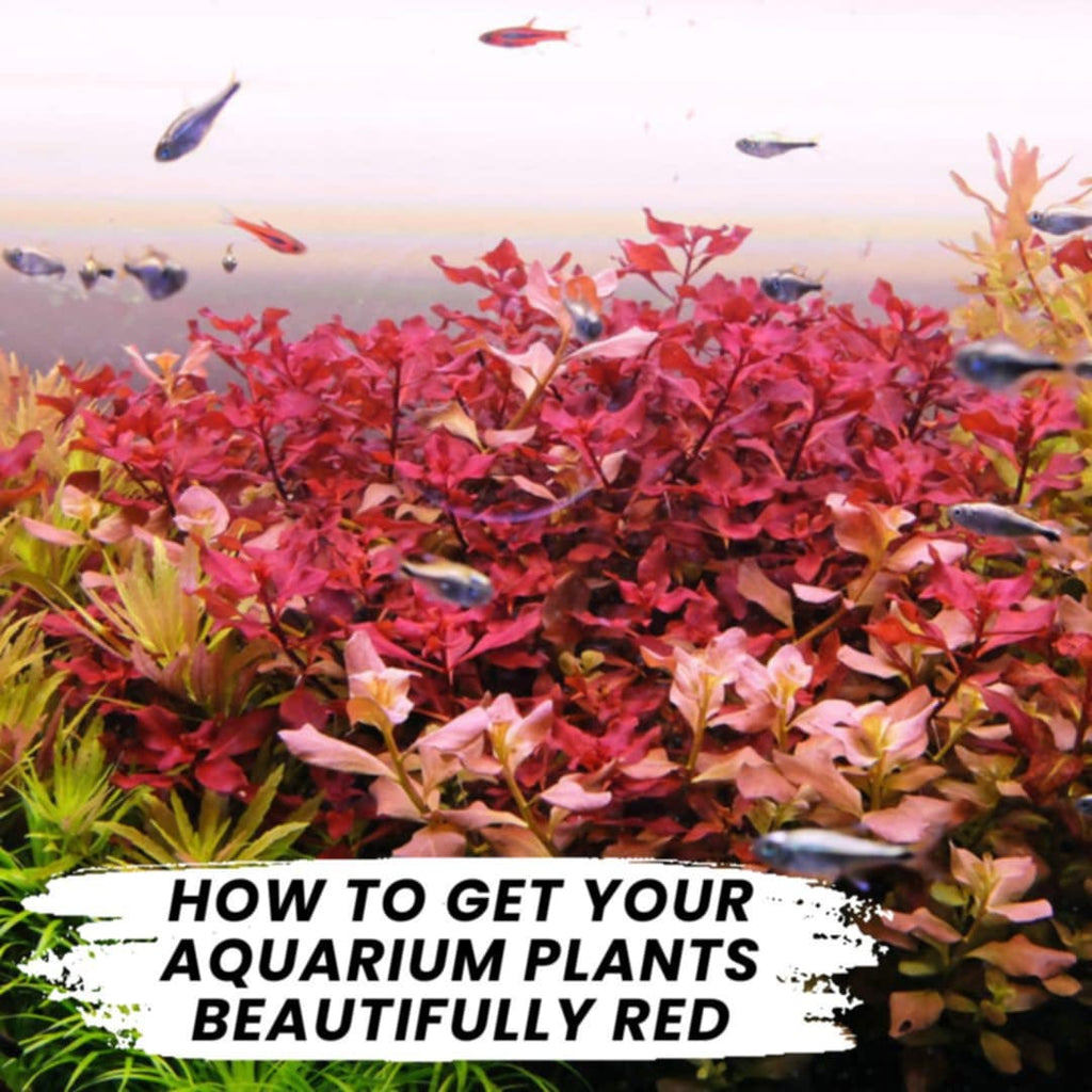How to Get Your Aquarium Plants Beautifully Red