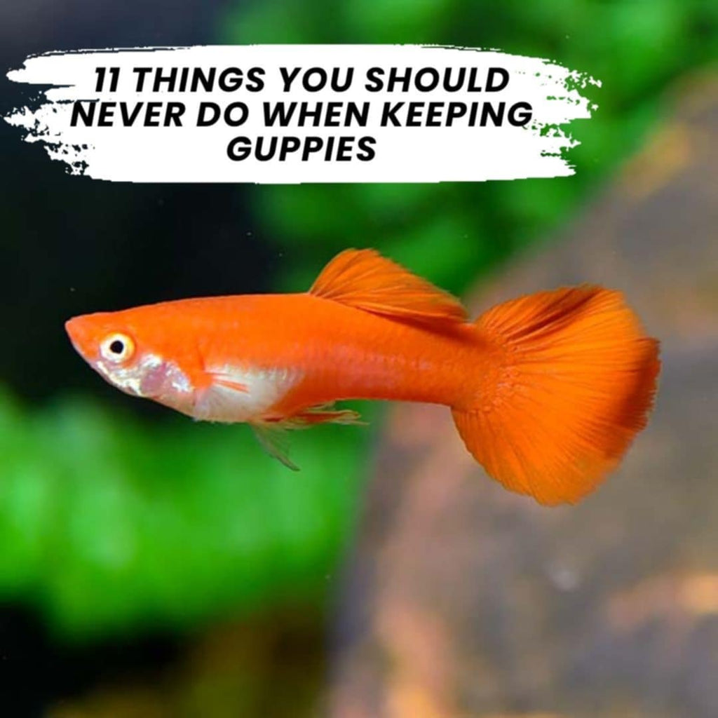 11 Things You Should Never Do When Keeping Guppies