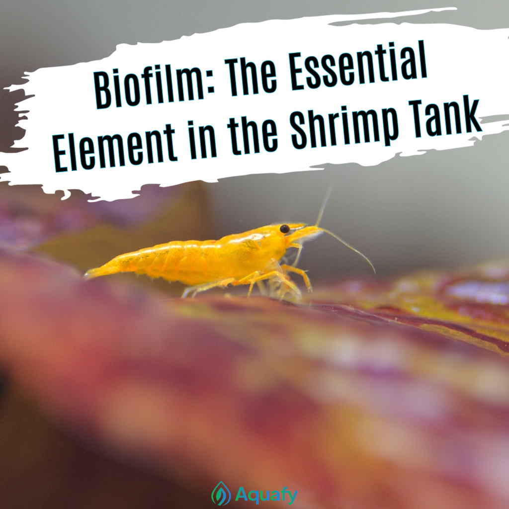 Biofilm: The Essential Element for Shrimp Tanks