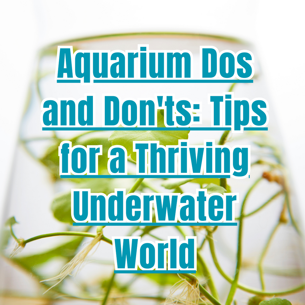 Aquarium Dos and Don'ts: Tips for a Thriving Underwater World