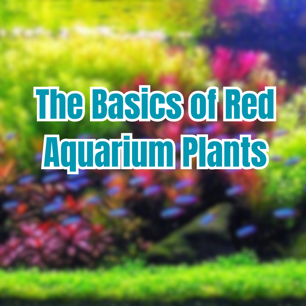 The Basics of Red Aquarium Plants