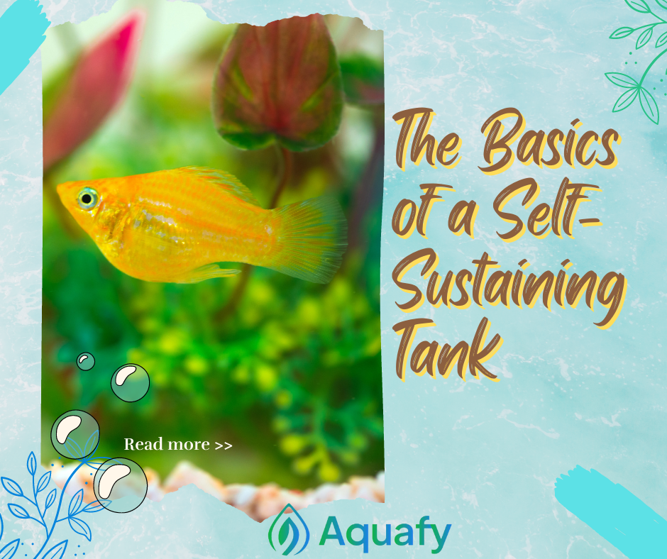 The Basics of a Self-sustaining Tank