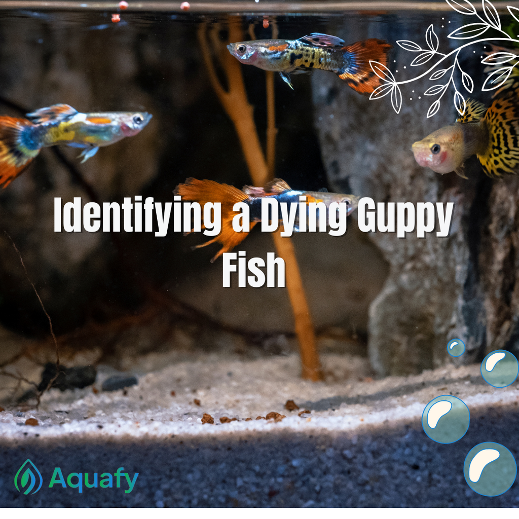 Identifying a Dying Guppy Fish