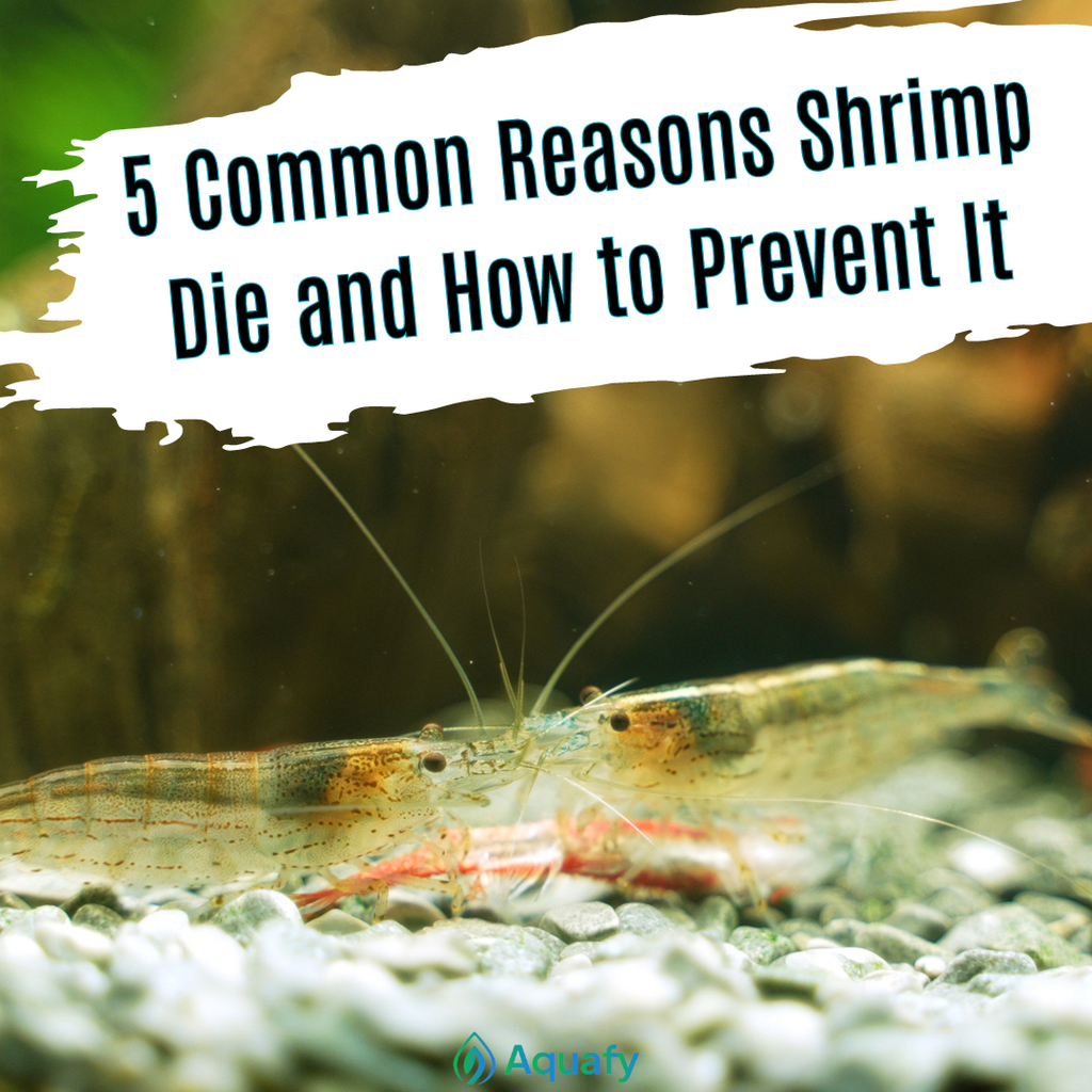 5 Common Reasons Shrimps Die and How to Prevent It