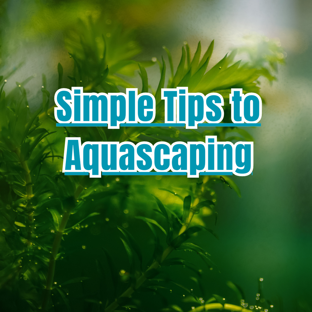 Simple Tips to Aquascaping