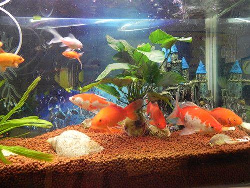 How to Cycle Fish Tank