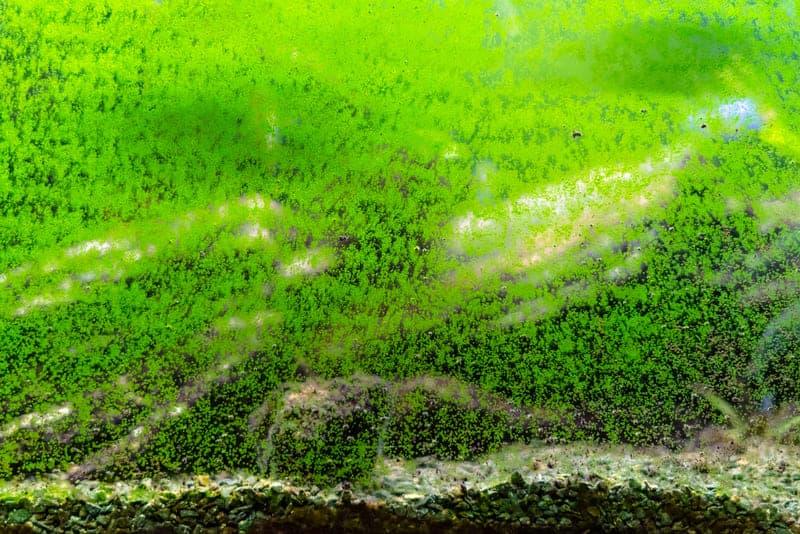 How to Fight the 6 Most Common Types of Algae in Fish Tank