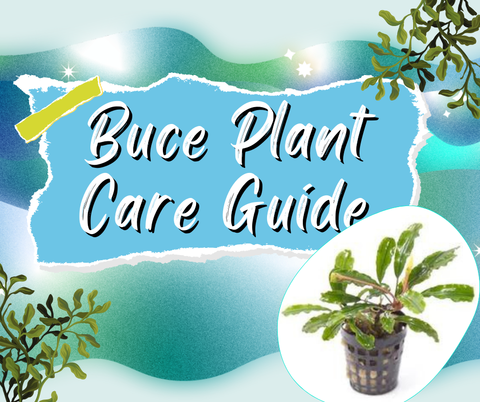 Buce Plant Care Guide