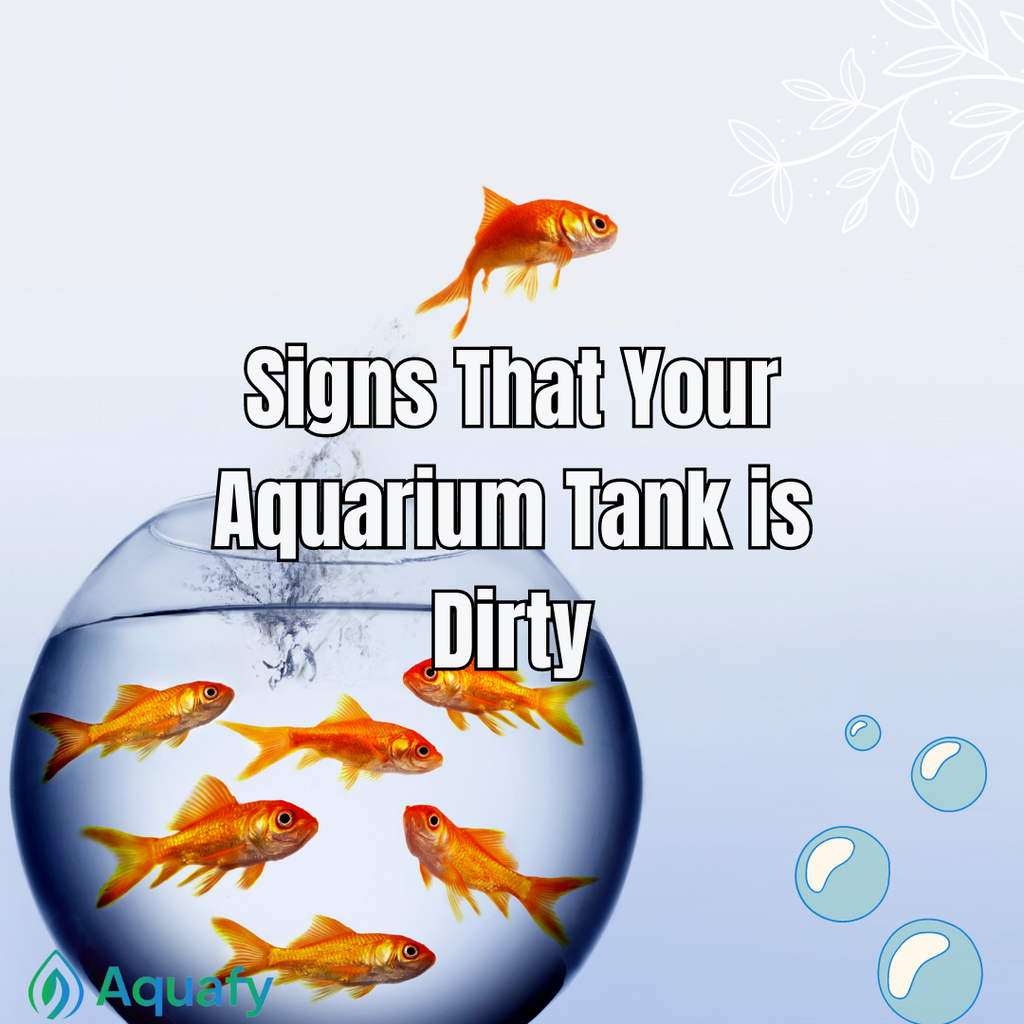 Signs that Your Aquarium Tank is Dirty