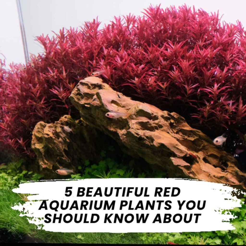 5 Beautiful Red Aquarium Plants You Should Know About