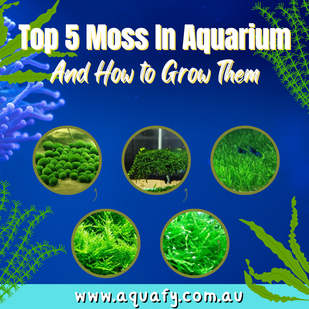 Top 5 Moss in Aquarium and How to Grow Them