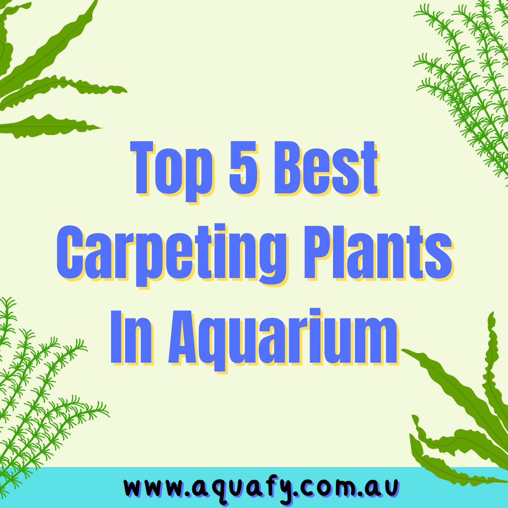 5 Best Carpeting Plants