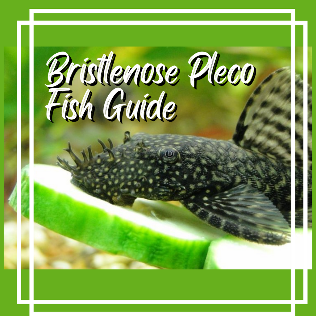 Bristlenose Pleco Fish Guide