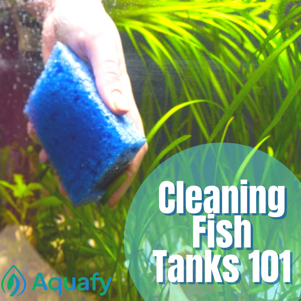 Cleaning Fish Tanks 101