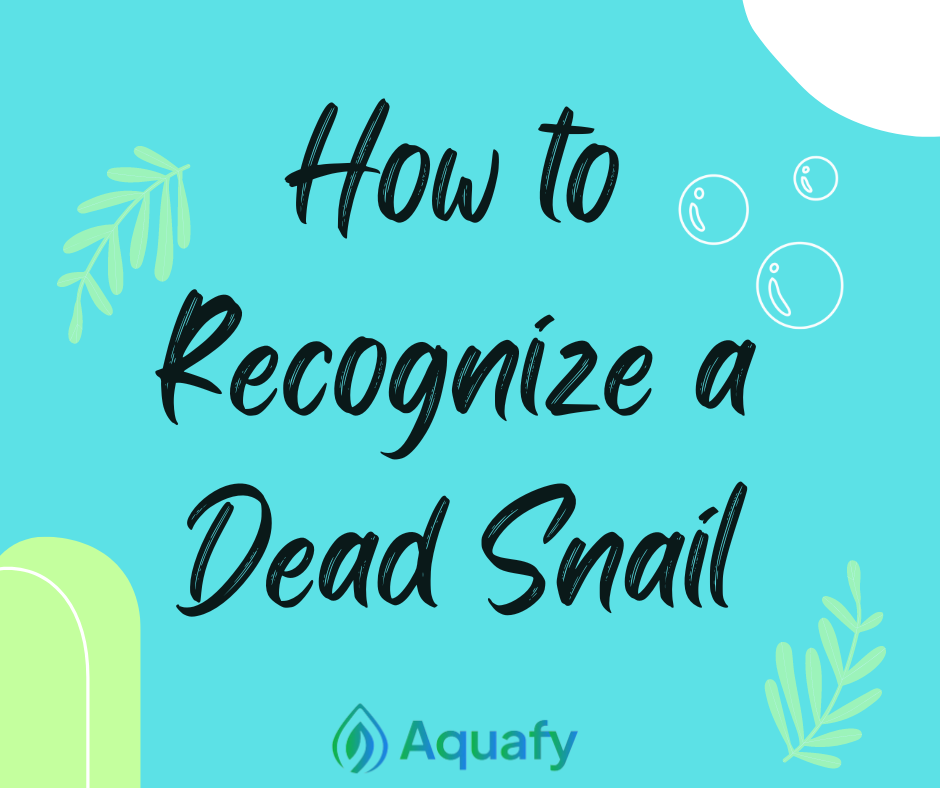 How to Recognize a Dead Snail