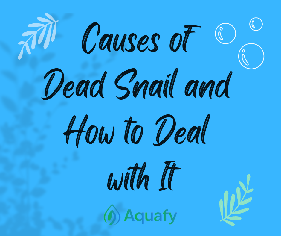 Causes of Dead Snail and How to Deal with It