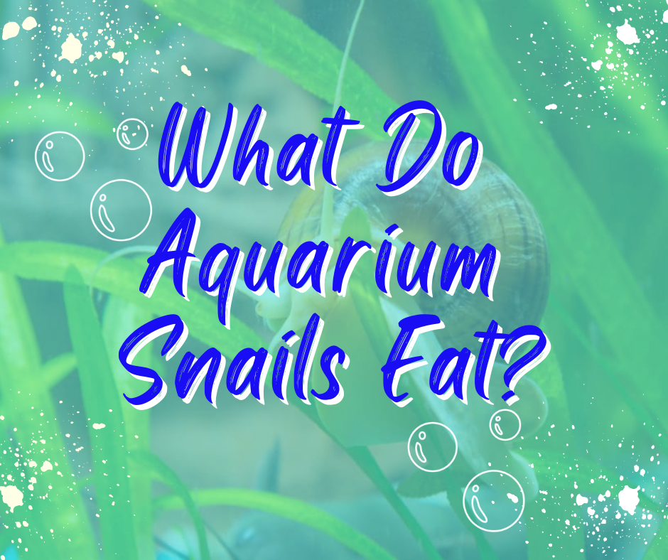 What Do Aquarium Snails Eat?