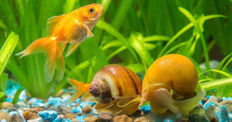 Is It OK To Have Snails In Fish Tank?