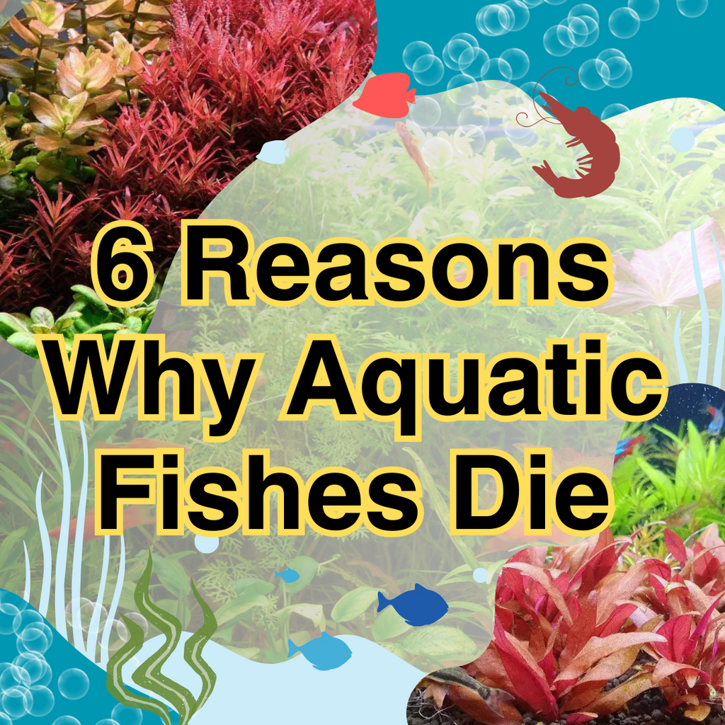 6 Reasons Why Aquatic Fishes Die