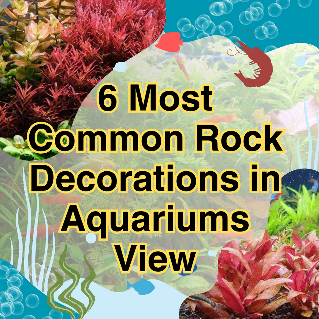 6 Most Common Rock Decorations in Aquariums