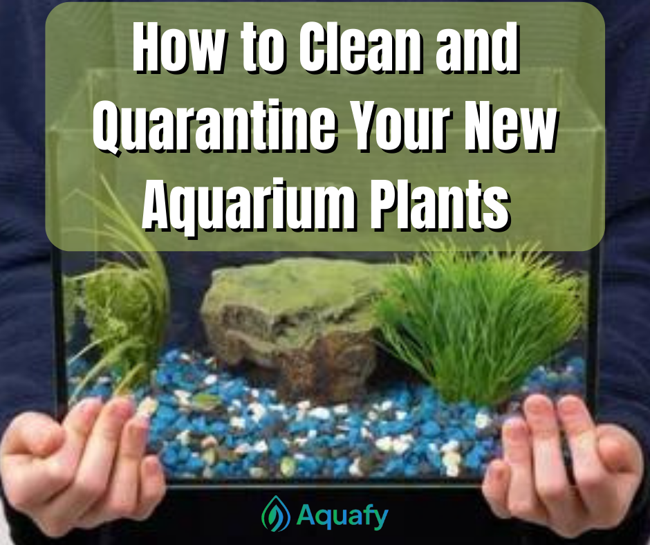 How to Clean and Quarantine Your New Aquarium Plants