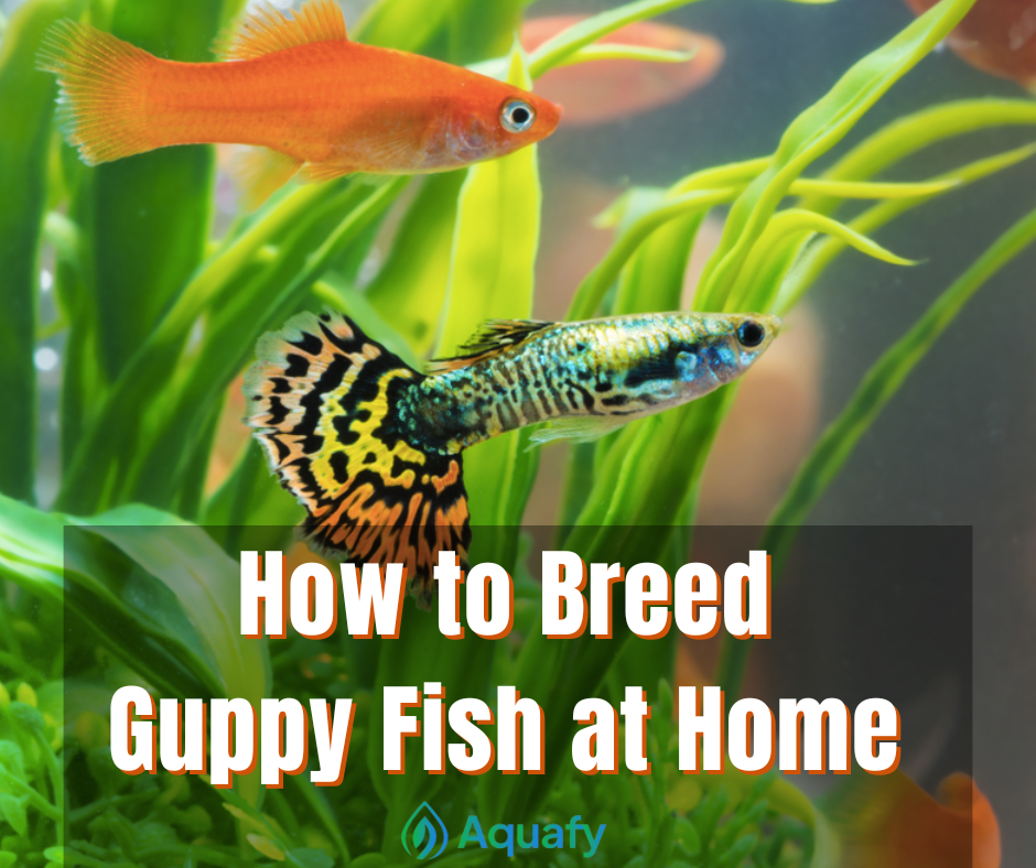 How to Breed Guppy Fish at Home