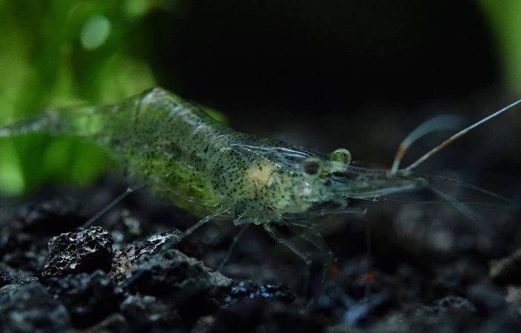 Ghost Shrimp and Why You Should Keep Them in Your Aquarium