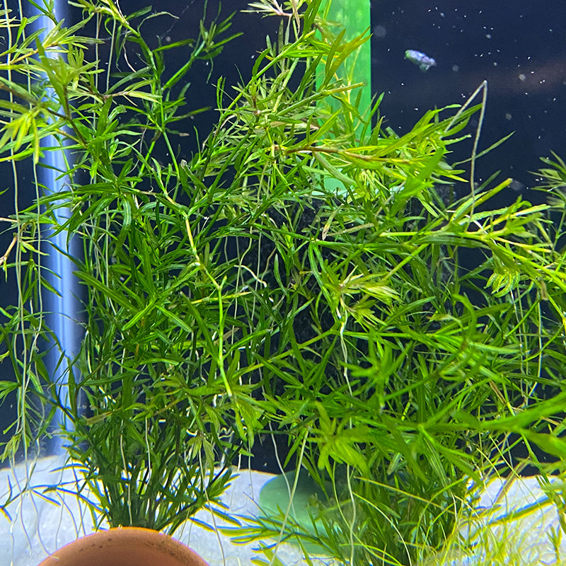 Is Guppy Grass Good for Guppies?